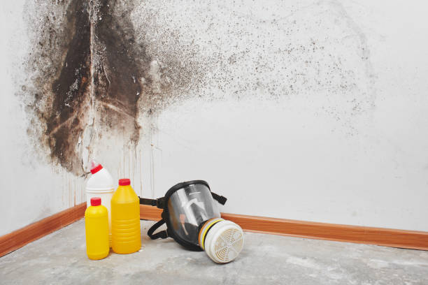 Best Basement Mold Remediation in Bethpage, NY