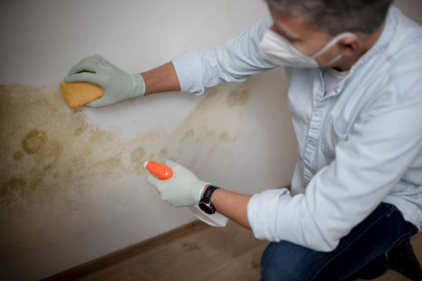 Best White Mold Remediation in Bethpage, NY
