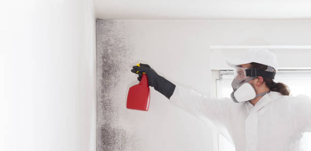 Best Industrial Mold Remediation in Bethpage, NY